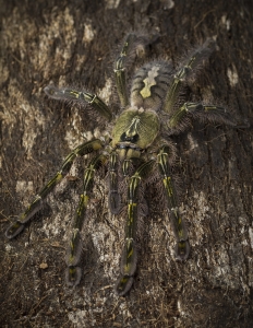 Poecilotheria rufilata.jpg