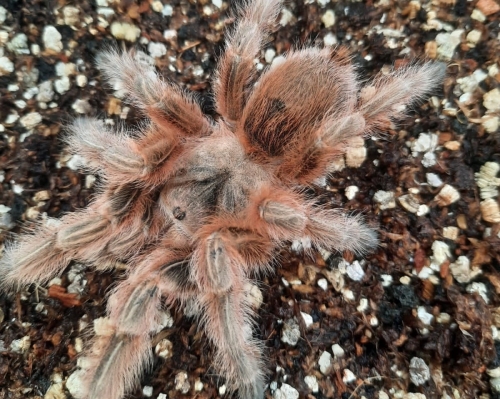 Grammostola sp. Maule