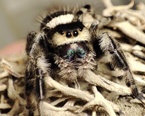 Phidippus regius Apalachicola
