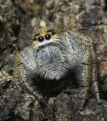 Hyllus walckenaeri