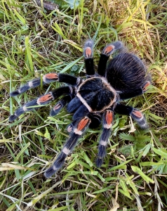 Brachypelma-auratum2.jpeg