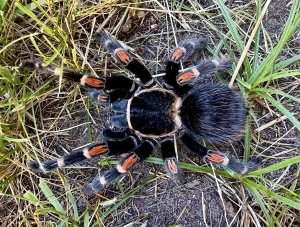 Brachypelma-auratum.jpeg