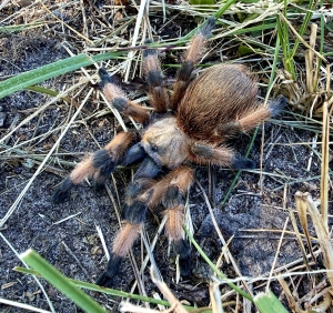 Aphonopelma moderatum.jpeg