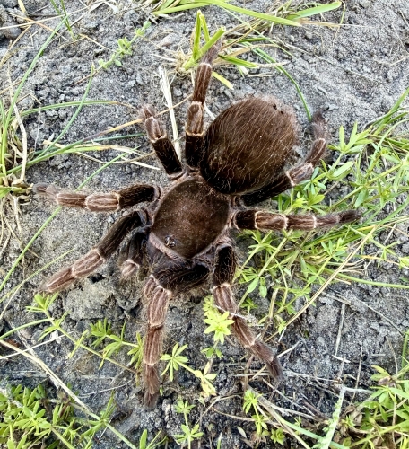 Cyclosternum schmardae