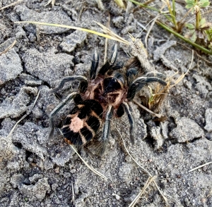 Cyriocosmus-leetzi2.jpeg