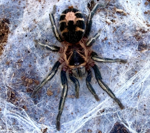 Cyriocosmus leetzi