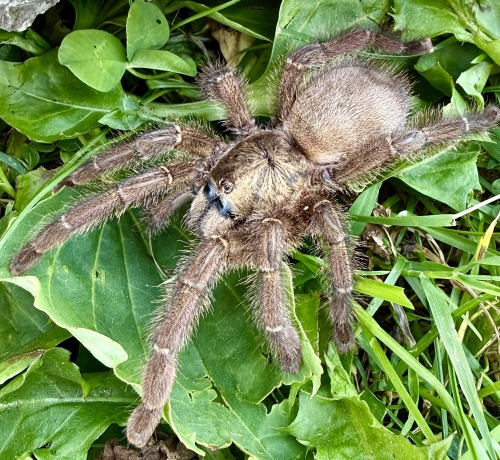 Caribena laeta