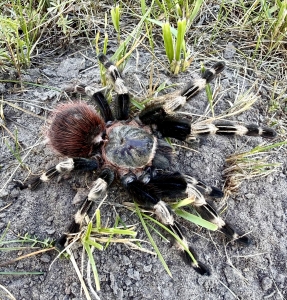 Nhandu-chromatus.jpeg