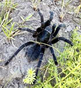 Ornithoctoninae-sp-uthai-thani2.jpeg
