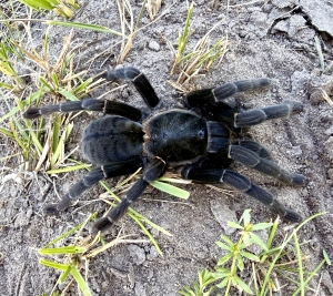 Ornithoctoninae-sp-uthai-thani.jpeg