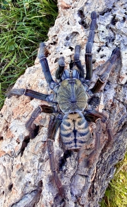 Phormingochilus-sp-sabah-blue2.jpeg