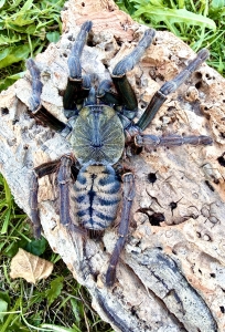 Phormingochilus-sp-sabah-blue.jpeg