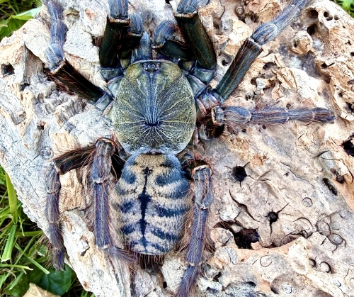 Phormingochilus sp. sabah blue