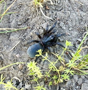 Sahydroaraneus-raja.jpeg