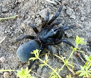 Sahydroaraneus-raja.jpeg