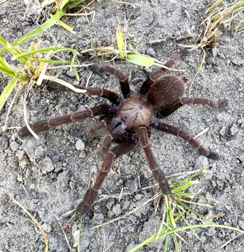 Thrigmopoeus truculentus