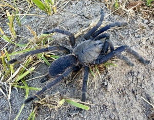 Chilobrachys-sp-aladdin.jpg