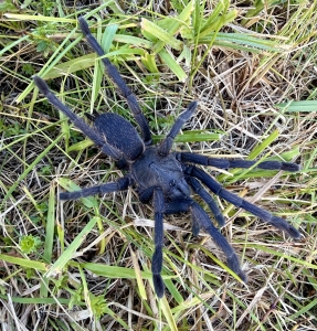 Chilobrachys-sp-aladdin2.jpg