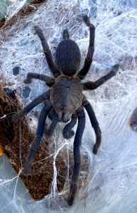 Chilobrachys-sp-aladdin3.jpg