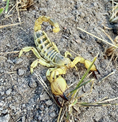Scorpio maurus