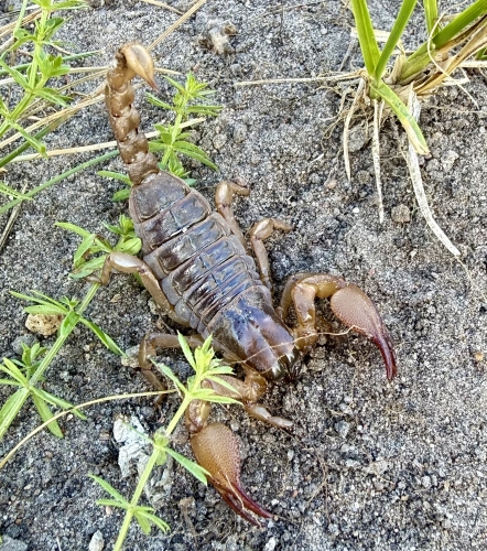 Opistophthalmus-boehmei.jpg