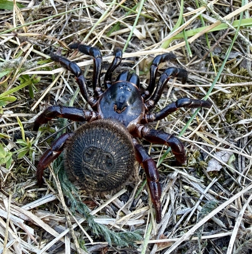 Cyclocosmia latusicosta