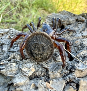 Cyclocosmia latusicosta2.jpg