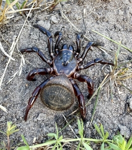 Cyclocosmia latusicosta3.jpg