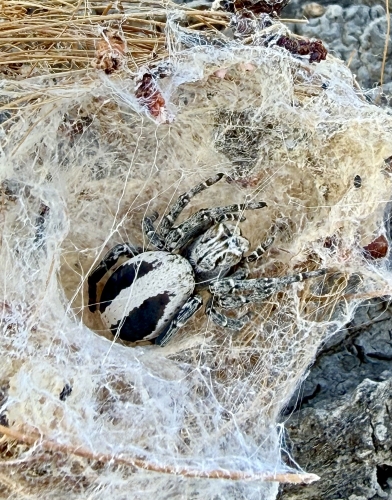 Stegodyphus lineatus