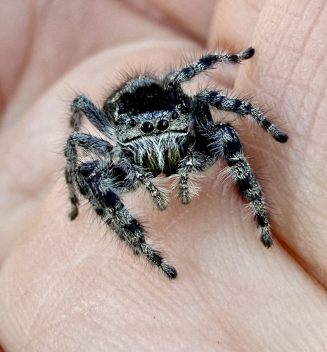 Phidippus tyrelli
