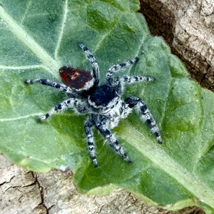 Phidippus-tyrelli3.jpg
