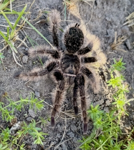 Tlilcotal-albopilosus-Nicaragua2.jpg