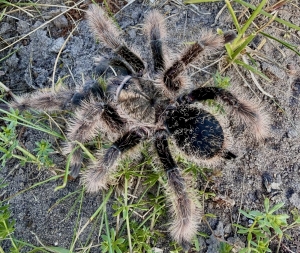 Tlilcotal-albopilosus-Nicaragua.jpg