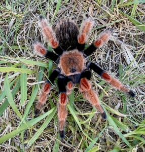 Brachypelma-boehmei.jpg