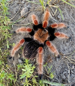 Brachypelma-boehmei2.jpg