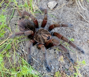 Pamphobeteus-sp-insignis.jpg