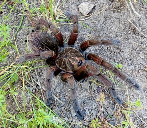Pamphobeteus sp. insignis (Ecuador)