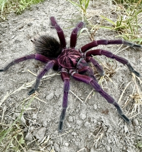 Pamphobeteus-platyomma.jpg