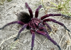 Pamphobeteus-platyomma.jpg