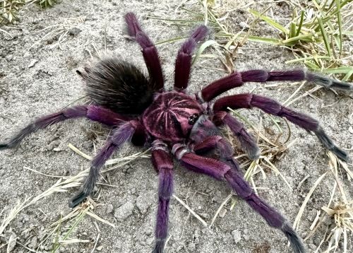 Pamphobeteus platyomma