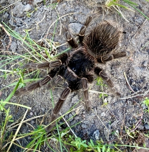 Lasiodora-parahybana.jpg