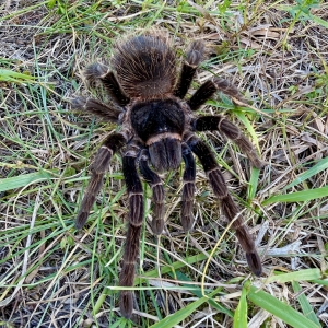 Lasiodora-parahybana2.jpg