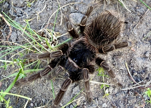 Salmon Pink Birdeater