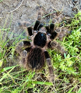 Nhandu-carapoensis.jpg