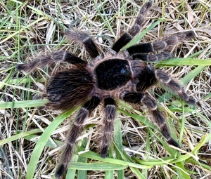 Nhandu-carapoensis2.jpg