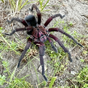 Phormictopus-sp-bayahibe.jpg