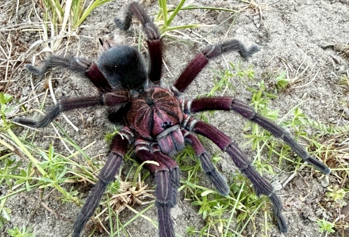 Phormictopus sp. bayahibe