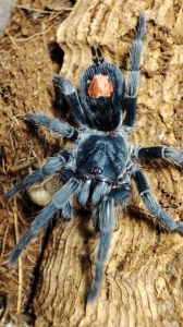 Cyriocosmus sp. oronegro.jpg