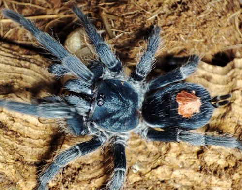 Cyriocosmus sp. oronegro.jpg