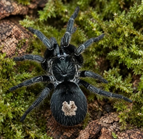 Cyriocosmus pribiki